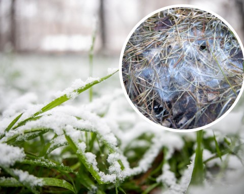 Pleśń śniegowa na trawniku. Jak rozpoznać i zwalczać zimowe problemy z trawnikiem?