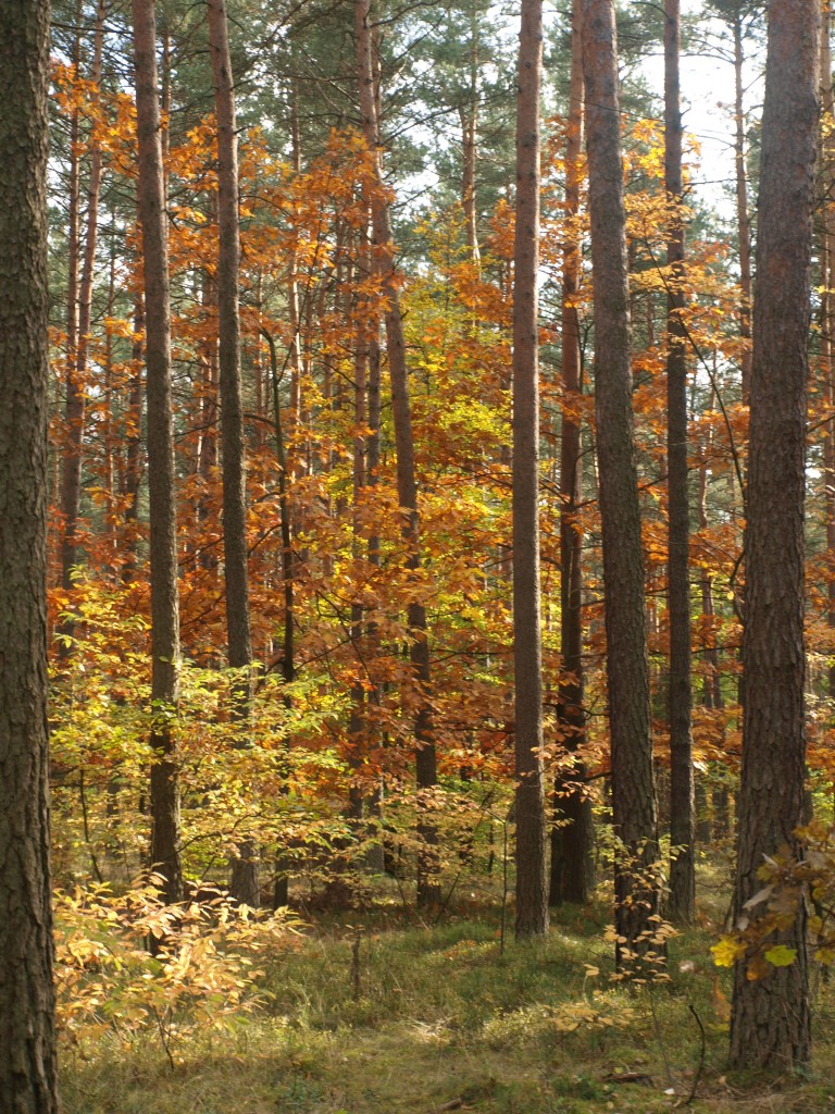 Pozostałe, Liście