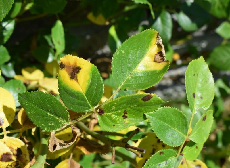 Czarna plamistość liści dotyka głównie róże.