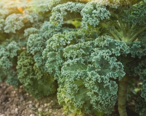 Jarmuż (Brassica oleracea var. Sabellica)