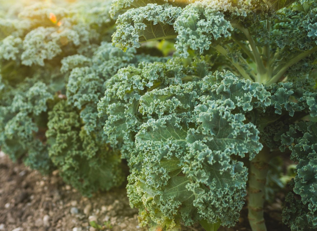 Jarmuż (Brassica oleracea var. Sabellica) uprawa, pielęgnacja