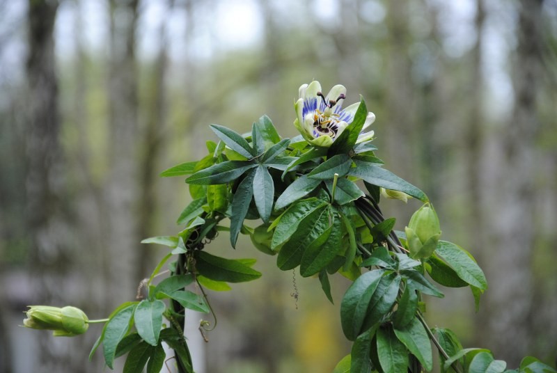 Pozostałe, Majowy chillout:) - Passiflora zaczyna kwitnąć:))