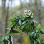 Pozostałe, Majowy chillout:) - Passiflora zaczyna kwitnąć:))