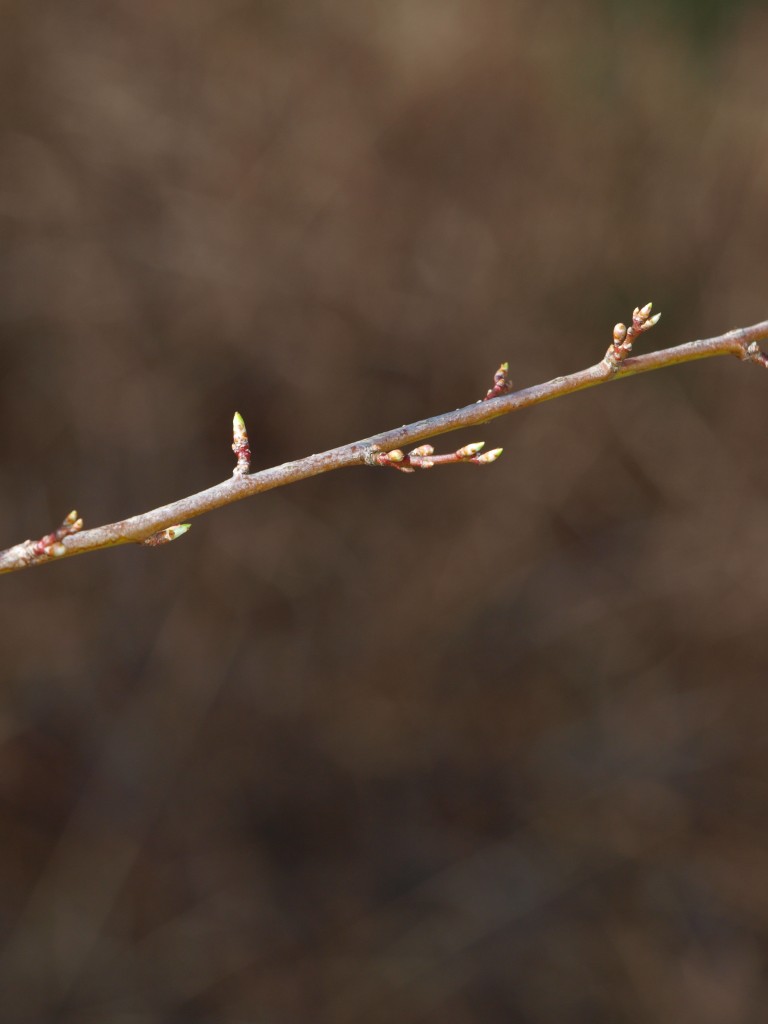 Leśne klimaty, Marcowy las