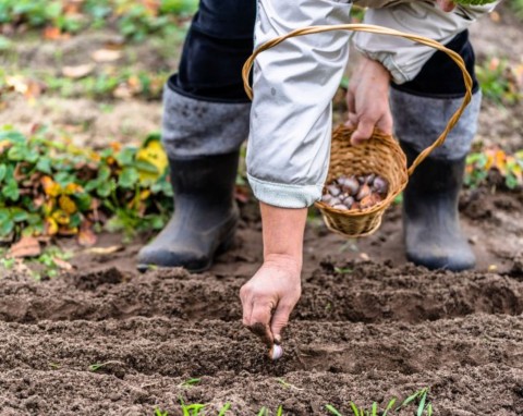 To już ostatni moment na sadzenie czosnku ozimego. Co się stanie, gdy posadzimy go obok truskawek?