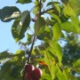 Pozostałe, Wrześniowe lato................ - ..................i rajska jabłoń..............