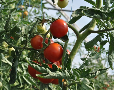Co liście pomidorów mówią o stanie rośliny? Dlaczego liście pomidorów się zwijają, żółkną, mają plamy?