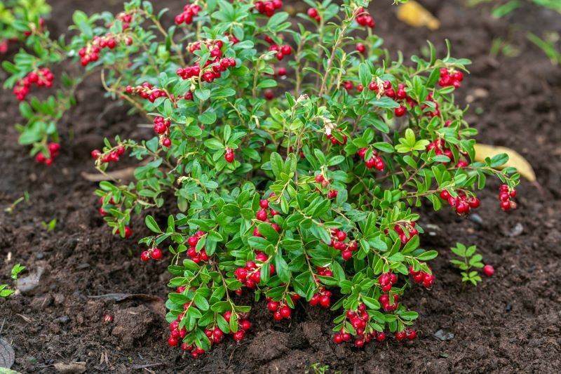 Najciekawsze odmiany borówki brusznicy powtarzają owocowanie.