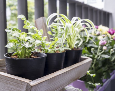Czy warto wystawiać domowe rośliny na balkon i taras?