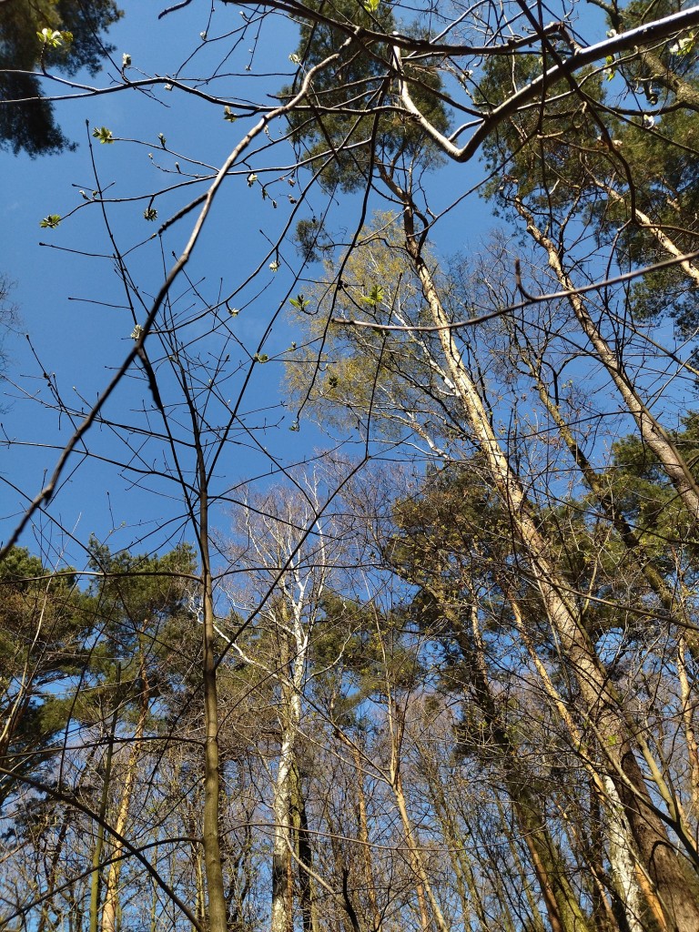 Rośliny, Wiosenny las...............i wiosna na balkonie................. - Najpiękniejszy miesiąc maj rozpieszcza nas słoneczną pogodą ........kwiatami...........świeżą zielenią ........i ............truskawkami.................chwilo trwaj..............