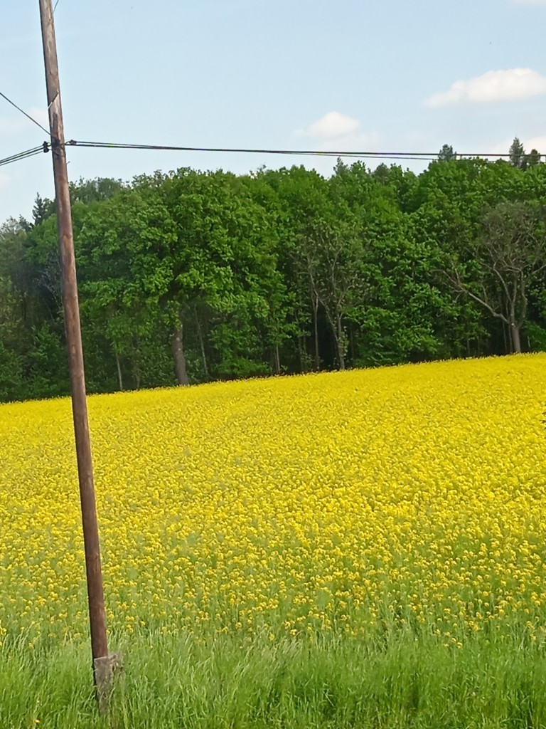 Rośliny, POPRZEZ POLSKĘ WIEDZIE DROGA