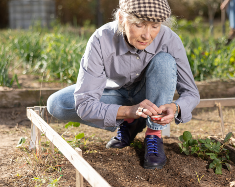 Egzotyczne warzywa w polskim ogrodzie. Mają dużo właściwości zdrowotnych, a uprawa nie jest trudna