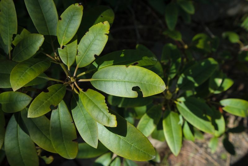Jak uratować rododendron przed opuchlakami? 