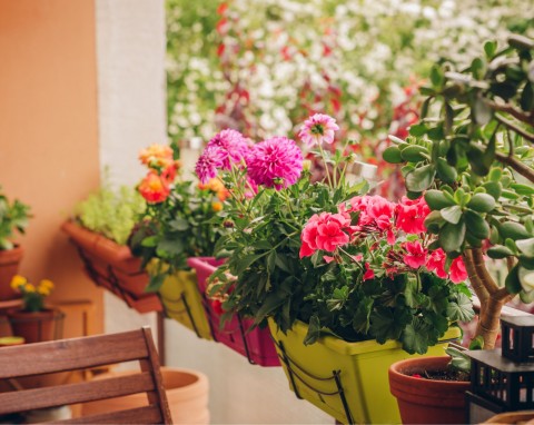 Jakie kwiaty na balkon są najlepsze? Propozycje na piękny balkon również po sezonie