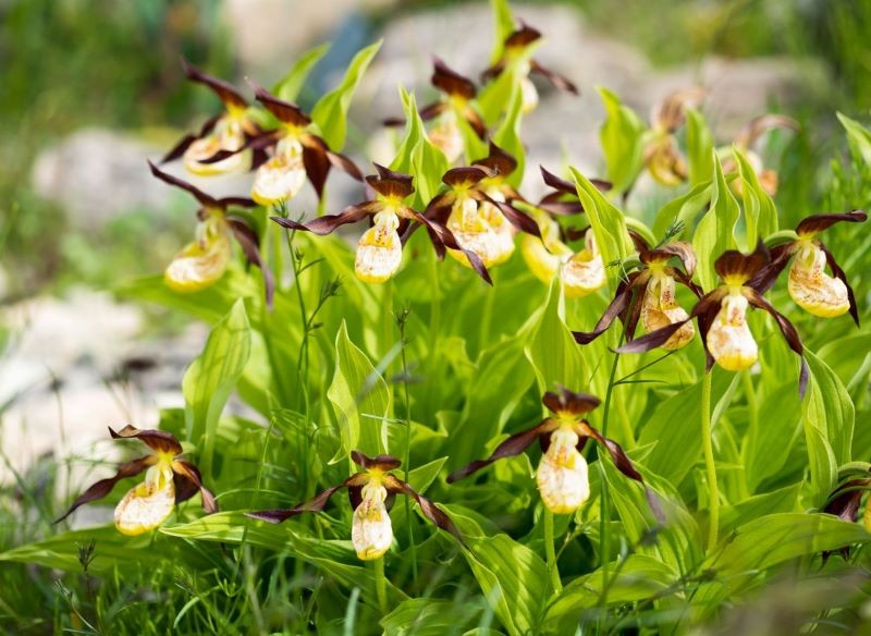 Obuwika pospolitego nie można pozyskiwać z naturalnych siedlisk.