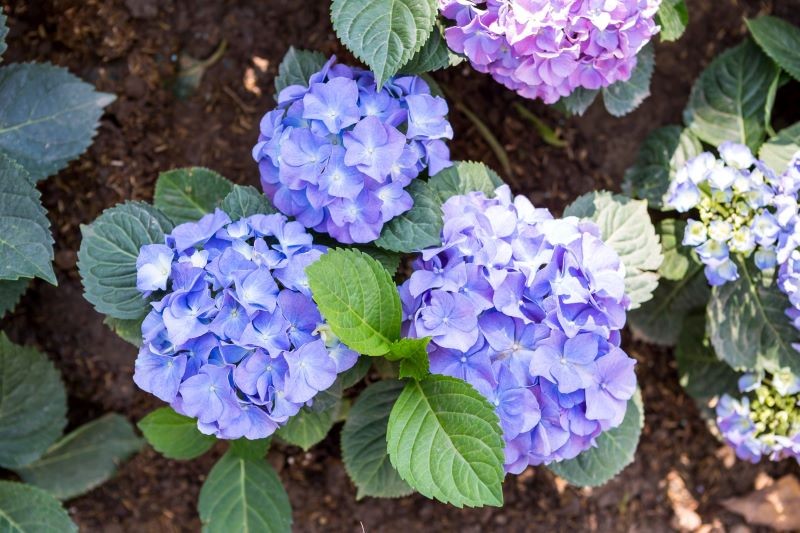 Uzupełnienie niedoboru składników pokarmowych pobudzi hortensję do kwitnienia.
