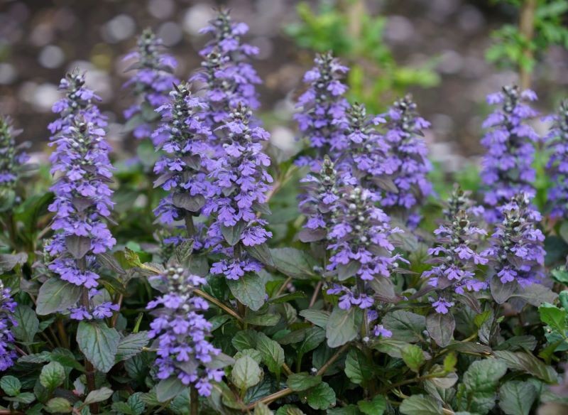 W cieniu warto posadzić dąbrówkę rozłogową.