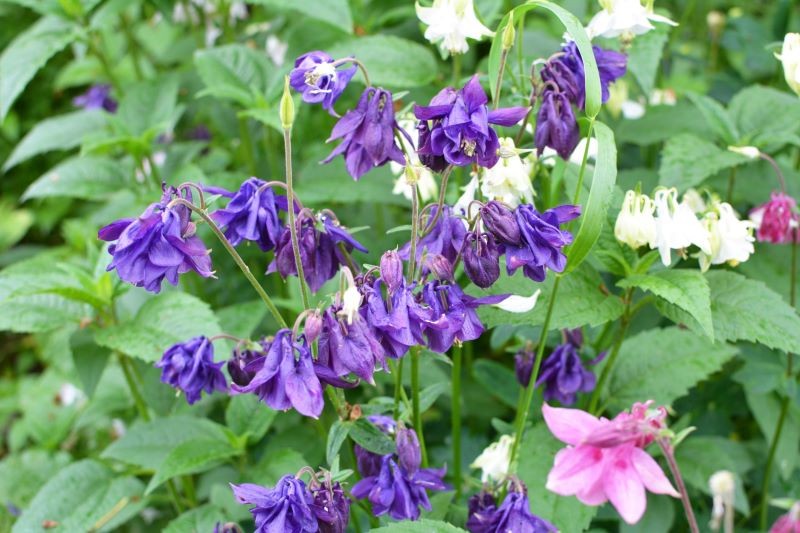 Orliki nie są wymagające w uprawie.