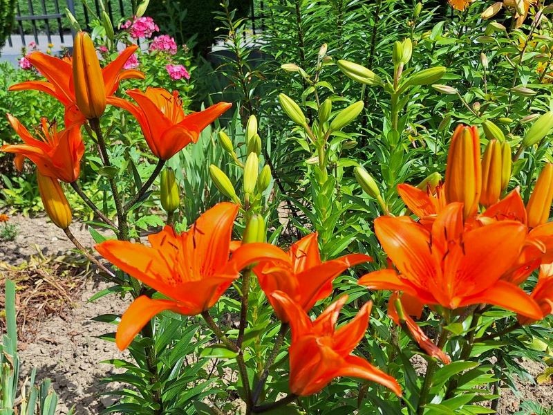 Lilie najlepiej kwitną na słonecznych stanowiskach.