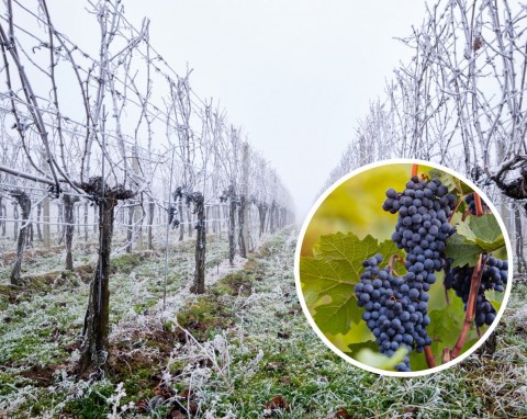 Zabezpieczenie winorośli przed zimą. Kopczykowanie i okrywanie winorośli