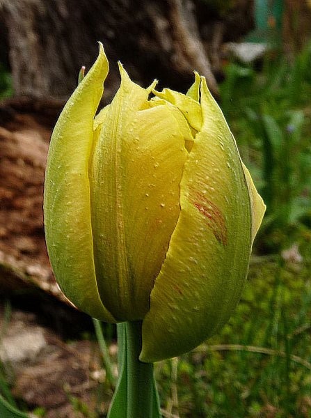 Rośliny, Ogródkowe tulipany