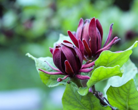 Kielichowiec wonny (Calycanthus floridus)