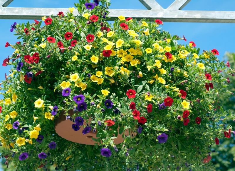 Kalibrachoa zachwyca kolorami.