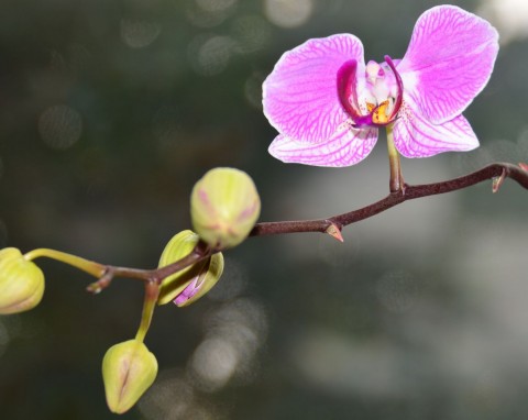 Mało znana technika podlewania storczyków. Pąki wypuszczają jeden za drugim, roślina jest zdrowa