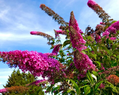 Czy motyli krzew może przemarznąć? Przygotuj budleję Dawida do zimy