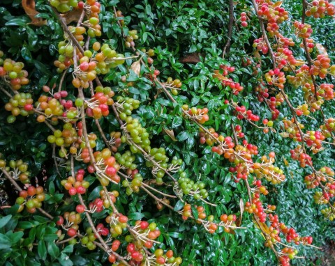 Zachwyca słodkim zapachem i zwabia pszczoły do ogrodu. Jego owoce to zapomniane superfoods