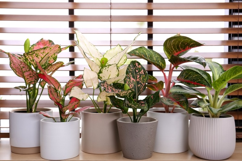 aglaonema pielęgnacja
