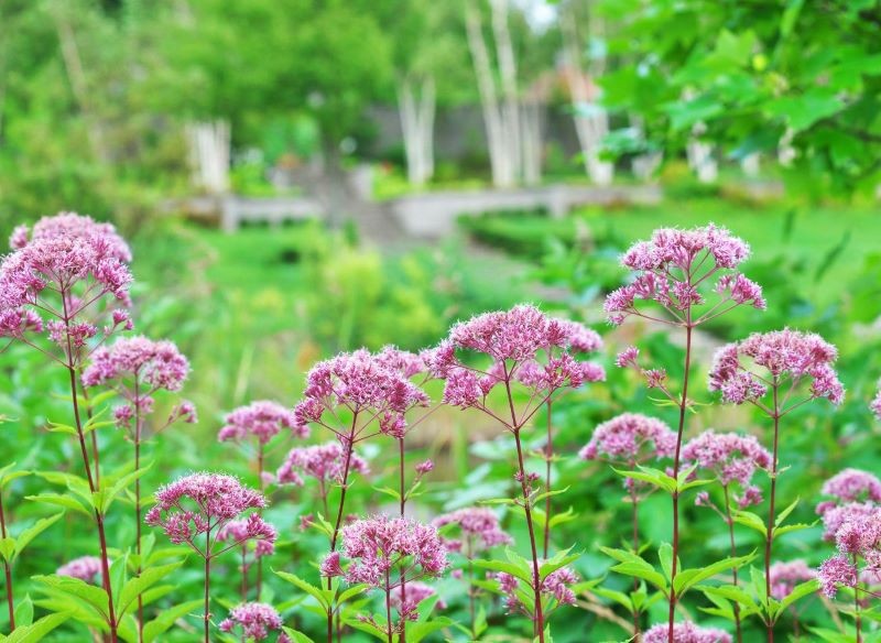 Sadziec wymaga przede wszystkim podlewania.