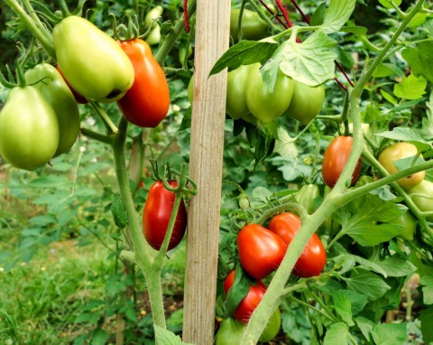 Jak wzmocnić sadzonki pomidorów tuż po posadzeniu? Będą silniejsze i się rozkrzewią