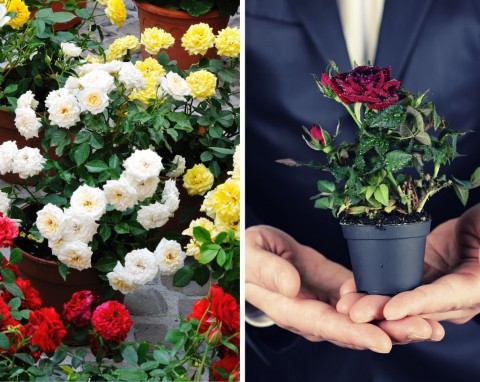 Róże na Walentynki. Jak dbać o miniaturowe różyczki w doniczce?