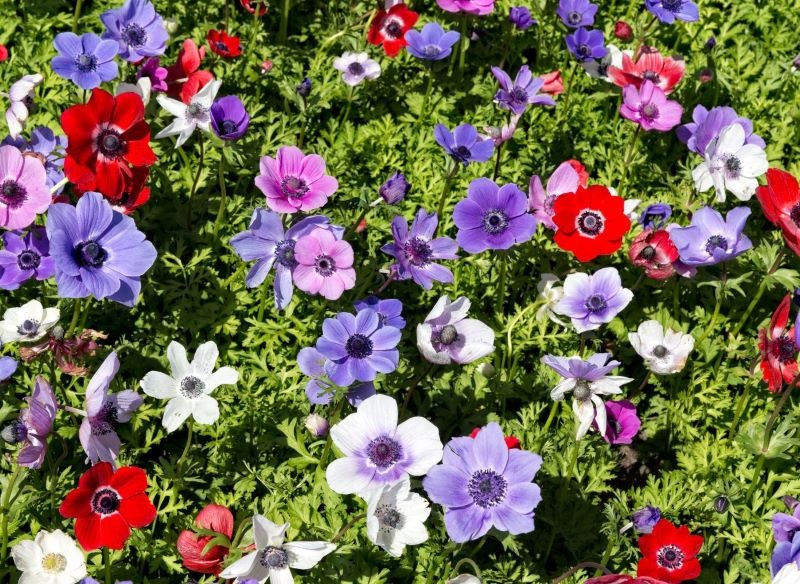 Zawilce wieńcowe mogą mieć przeróżne kolory.