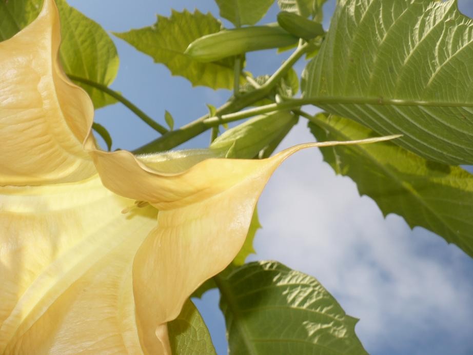 Pozostałe, Wrześniowe cienie i blaski........... - ..........i datura..........