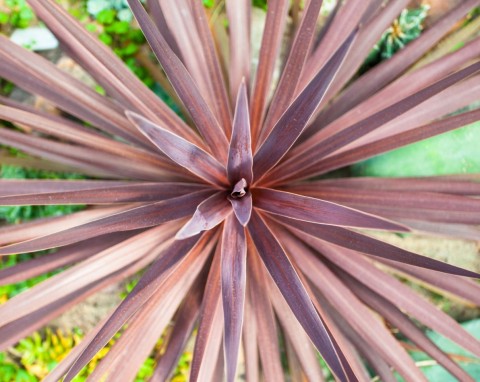 Kordylina australijska „Purpurea”