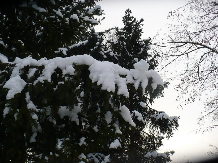 Pozostałe, Styczniowe pastelowe robótki.....i ........zima............. - ...........i zimowe świerki............