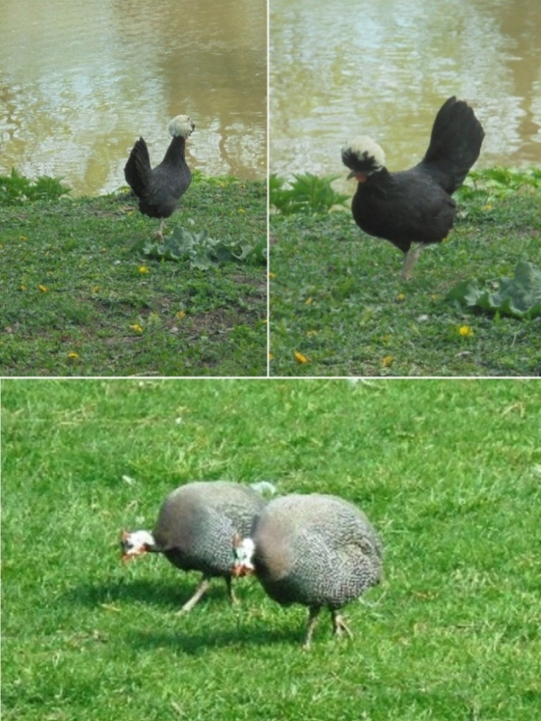 Pozostałe, PARK  ZDROJOWY  W  SOLCU - Park - Fauna