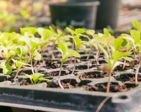 Sadzenie roślin w szklarni. Kiedy rozpocząć nasadzenia i co można posadzić?