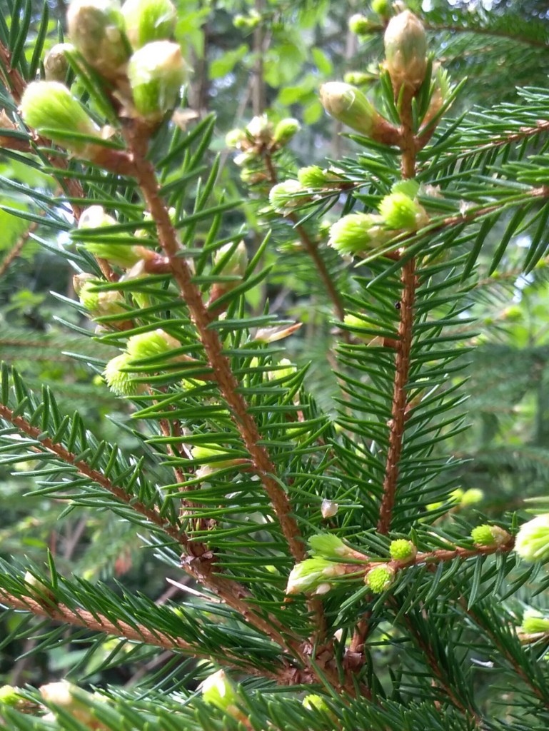 Leśne klimaty, Natura