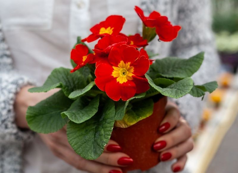 Kupując prymulki w doniczkach, warto dokładnie się im przyjrzeć.