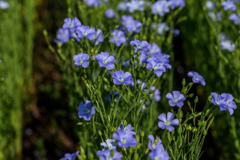 W ogrodzie możemy uprawiać lny jednoroczne i bylinowe.