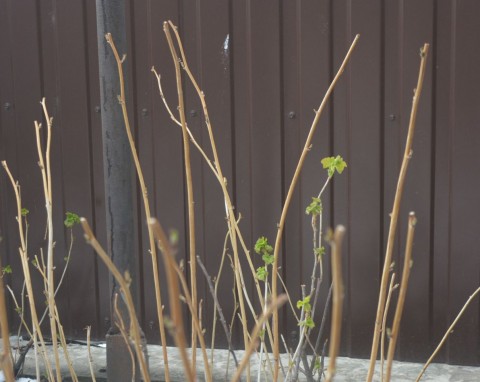 Naturalna aspiryna prosto z ogrodu. Utnij teraz kilka gałązek i dobrze oczyść
