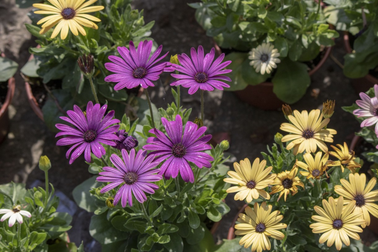 Balkon, Najpiękniejsze kwiaty na balkony i tarasy - Osteospermum

Fot.123RF.com