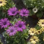 Balkon, Najpiękniejsze kwiaty na balkony i tarasy - Osteospermum

Fot.123RF.com