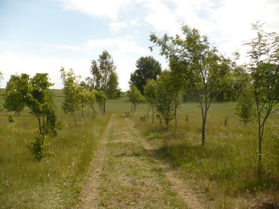 Pozostałe, Czerwcowe klimaty ......... - .............i droga...............