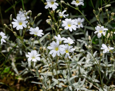 Rogownica kutnerowata (Cerastium tomentosum)