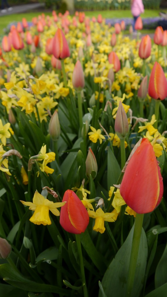 Pozostałe, Keukenhof