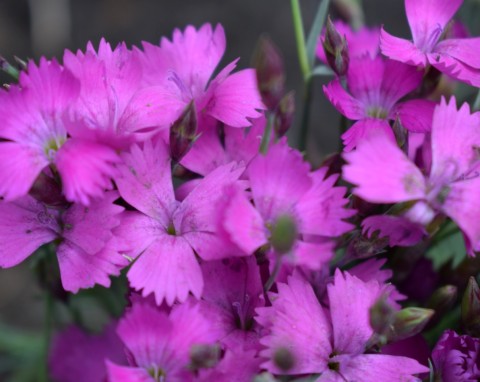 Goździk siny (Dianthus gratianopolitanus)